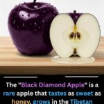 Stuffed Bell Pepper Soup Recipe