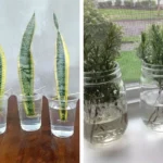 Doctors reveal that eating eggs in the morning causes …