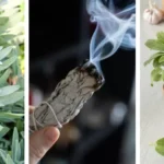 Broccoli: Small Vegetable, Big Impact on Your Health