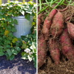 After Tasting This, I’m Never Having Potatoes Any Other Way!