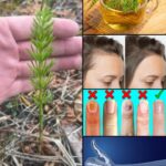 Seed Starting Schedule