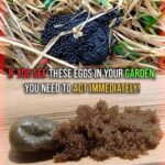 1 TBSP of Apple Cider Vinegar For 60 Days Can Help Eliminate These Health Problems