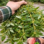 Foods That Support Muscle Strength After 60