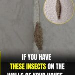 Garlic: Nature’s Antibiotic — A Powerful Traditional Remedy Used for Centuries