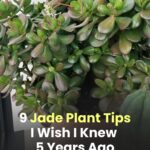 I spent a couple of nights at my friend’s previous apartment and saw these unusual bumps