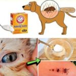 Candied Orange Peels: Easy Homemade Citrus Candy