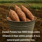 Eggs: The Nutrient-Dense Food That Science Has Redeemed