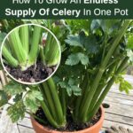 Banana Pudding Layered Dessert – A Southern Classic with a Creamy Twist