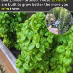 WE OFFER YOU THESE “Classic Italian Sauce” RECIPES IN EXCHANGE FOR A SIMPLE THANK YOU