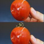 Doctors reveal that drinking cacao causes …