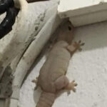 Nourishing Drinks to Support Leg Strength After 60