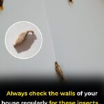 A sweet Amish lady at the market shared her trick for these, and I will never make them any other way