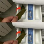 Blue Tits and Frost: This Simple Object in Your Garden Could Save Their Lives