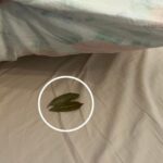 Weeds, pay attention to this: DO NOT make this big mistake if you find it |Grows in all gardens