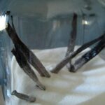 What is the yellow stain on salmon?