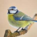 Doctors reveal that eating oregano causes …