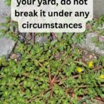 Pallet Fencing: A Quick, Cheap, and Practical Solution for Your Yard