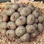 8 Reasons to Leave Purslane Growing — The “Weed” That’s Actually a Superfood