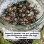 Avocado Pit Tea: The Surprising Herbal Drink With Powerful Health Benefits