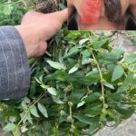 Purple Deadnettle (Lamium purpureum): A Hidden Gem of Medicinal and Practical Uses