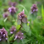 Search Results for “Natural Garden Trap for Japanese Beetles & June Bugs”