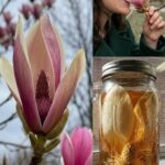 30 Amazing Benefits of Lactuca serriola (Wild Lettuce)