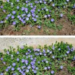 Want Bigger, Juicier Tomatoes? Try These 7 Powerful Fertilizers