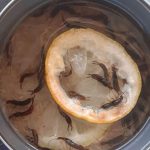 Explore 10 Cucumber Trellis Ideas for a Bountiful Harvest