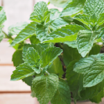 A Chinese Doctor Recommends This to All Women – Discover the Surprising Health Power of Pumpkin!