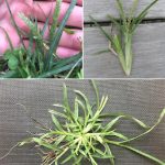 Many people cannot tell the difference between these things, but it is very important