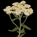 Yarrow: A Timeless Herbal Ally with Amazing Health Benefits
