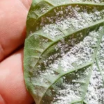 Here’s what’s hiding in your mattress: if you knew, you would always clean