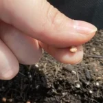 Stop Buying Produce! These 10 Veggies Grow Indoors Year-Round