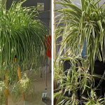 Vegetable Quiche with Béchamel, Zucchini and Carrots