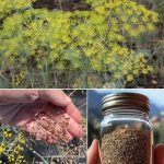 The Benefits of Sitting Against a Tree and Meditating Every Day