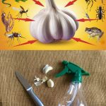 The Power Trio: Steak, Watermelon, and Avocado for Muscle and Energy