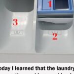 Silent, Swift, and Brutally Efficient: Nature’s Ultimate Mosquito Hunter