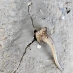 The Genius Kitchen Hack That Makes Planting Hundreds of Bulbs a Breeze