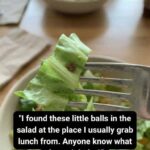 Oregano and Digestive Health: How This Herb Supports Your Stomach