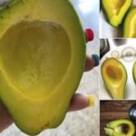 The ultimate Hasselback zucchini recipe