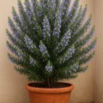 Dill Pickle Egg Salad