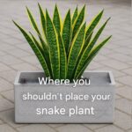 Put a Lemon with Salt on a Plate and Place It in the Center of a Room — This Hack Will Change Your Life