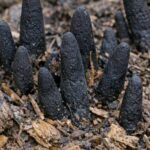 Meghan Markle publicly shared a photo of her daughter, Lilibet, for the first time, leaving the entire UK stunned. She declared: “Look at my daughter’s red hair, and Lilibet’s biological father turns out to be…”