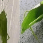 Creamed Chicken and Biscuits Casserole