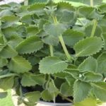 The Cup You Think Will Fill First Reveals If You’re A Narcissist