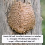 This Is Why Grandma Always Puts Cloves in an Onion – An Old Trick With Powerful Benefits