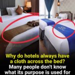 Most People Are Narcissists… Count the Squares