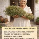 What is Cardamom, Its Benefits and How to Use It in The Kitchen