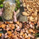 HAM and potato gratin