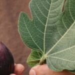 Recipe for fluffy Japanese pancakes